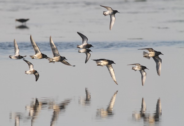Zugvogeltage im Nationalpark Niedersächsisches Wattenmeer